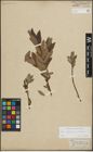 Foto von Salix lapponum L. x Salix silesiaca Willd.